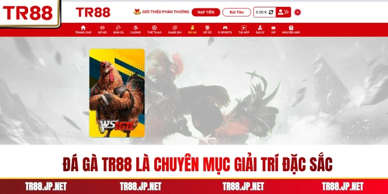 Đá gà TR88 là chuyên mục giải trí đặc sắc