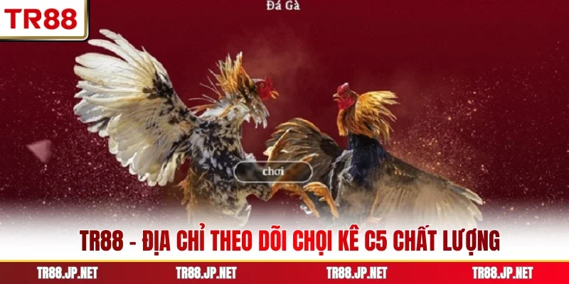 TR88 - Địa chỉ theo dõi chọi kê C5 chất lượng